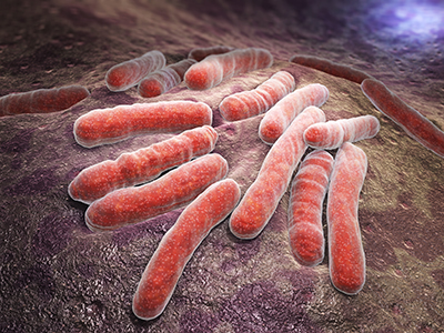 TB bacteria